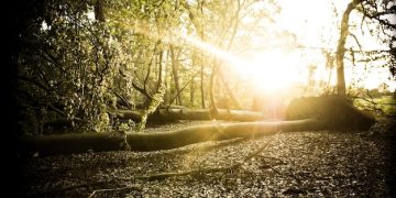 Discover the Unexpected Benefits of Nature Walks for a Mood Boost - Cover Image