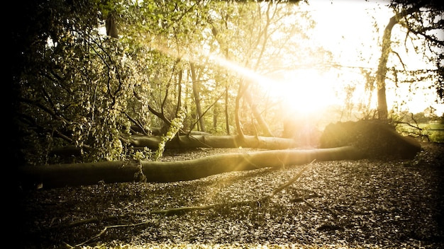Discover the Unexpected Benefits of Nature Walks for a Mood Boost